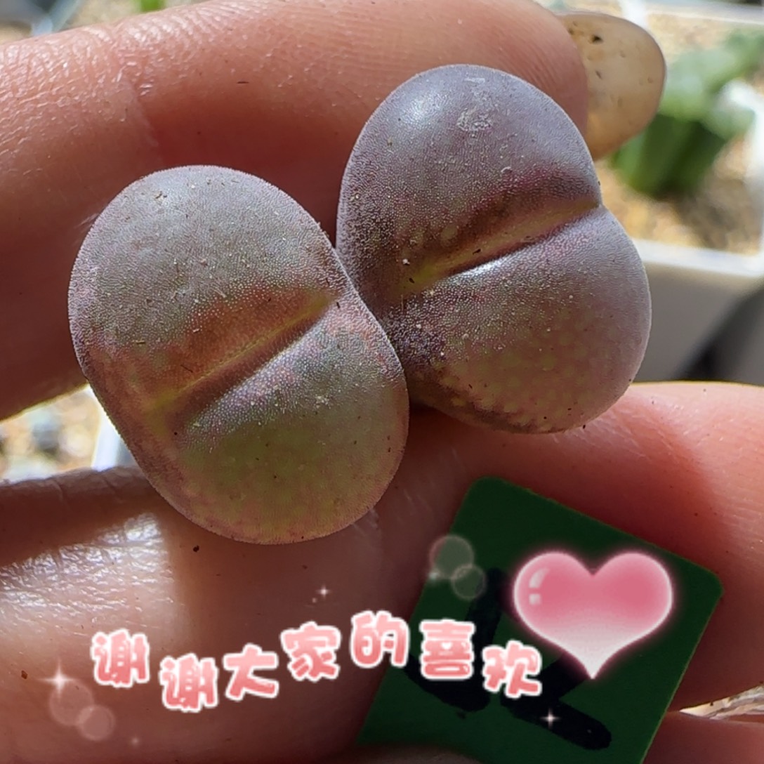 日系红网格风铃玉。 52。 1.6 cm