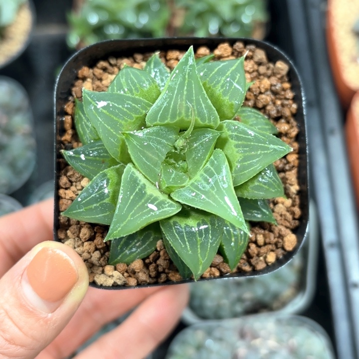 福禄寿多肉植物666