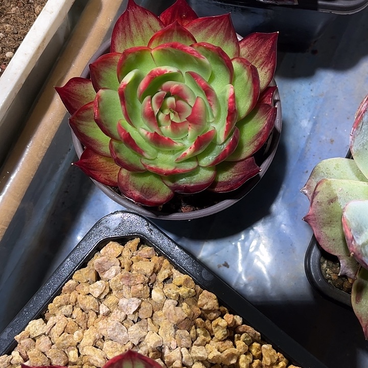 惊鸿仙子多肉植物4502