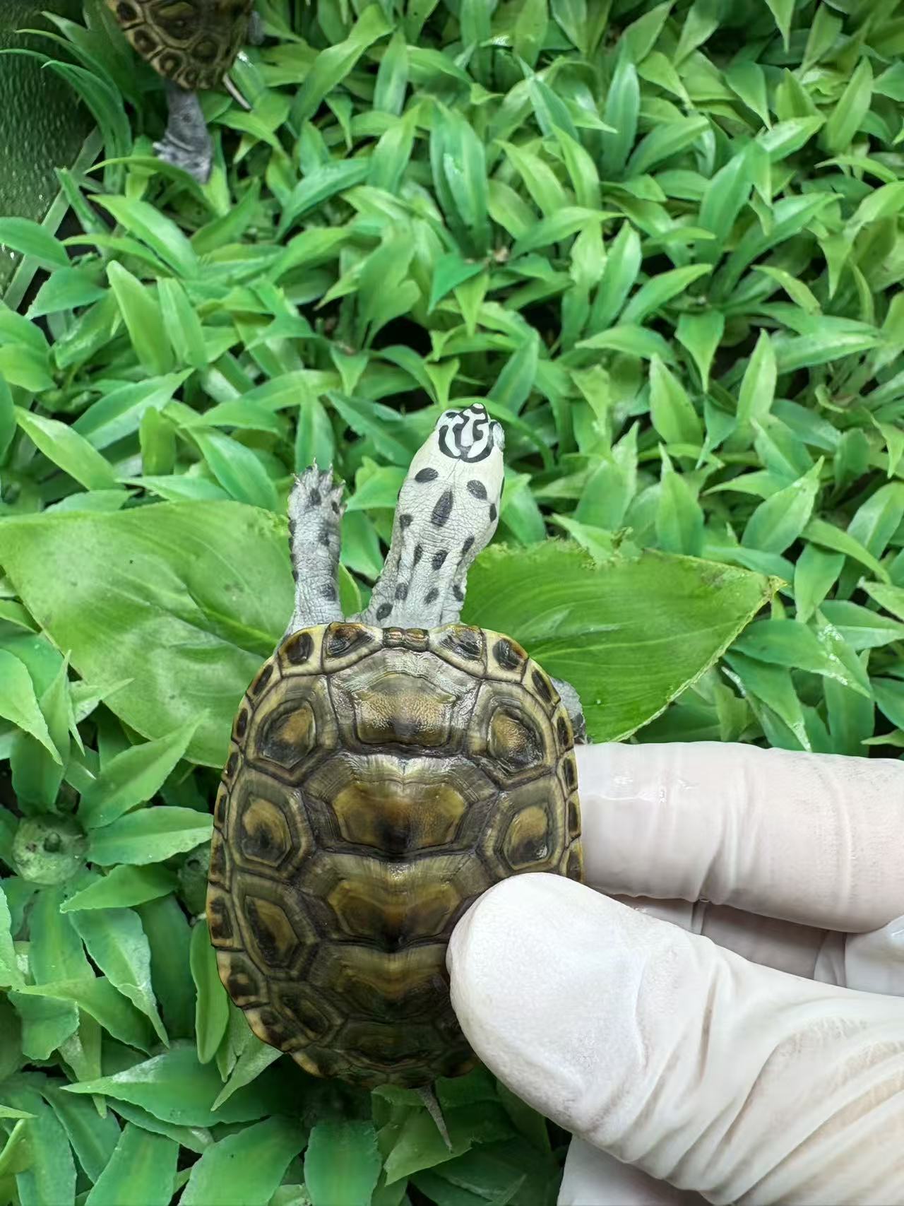 人工繁育 钻纹  皇冠   大花  小花  锦花  直播间挑选勿乱拍