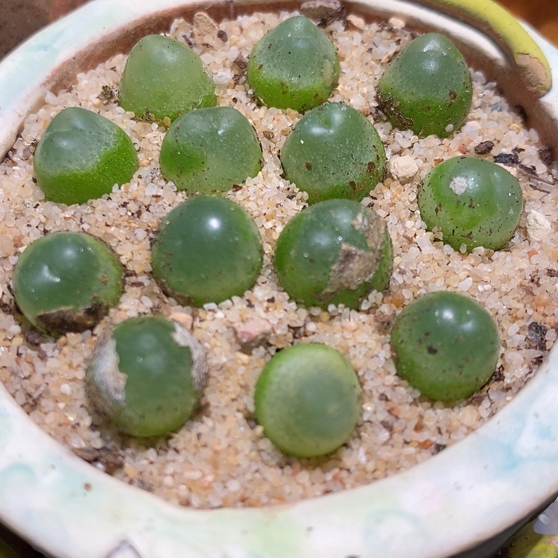 紫皮拉登一颗。            