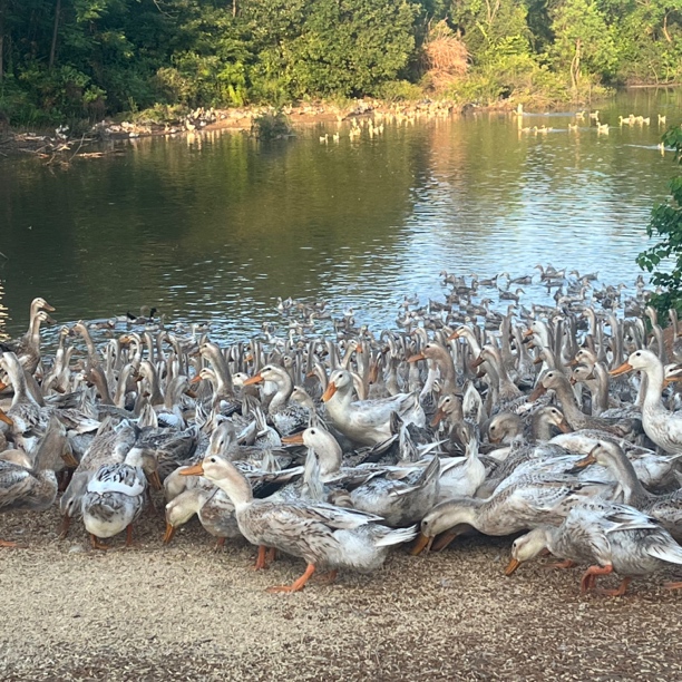 关鸭散养土鸭新鲜宰杀好吃下饭
