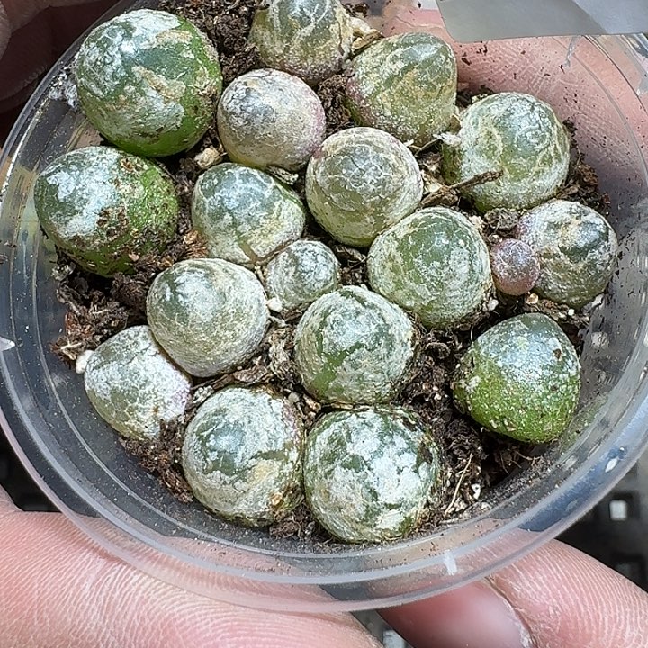 335 多肉植物多肉植物