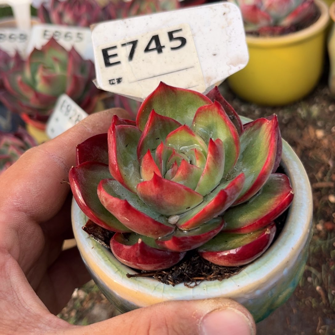 惊鸿一瞥745号多肉