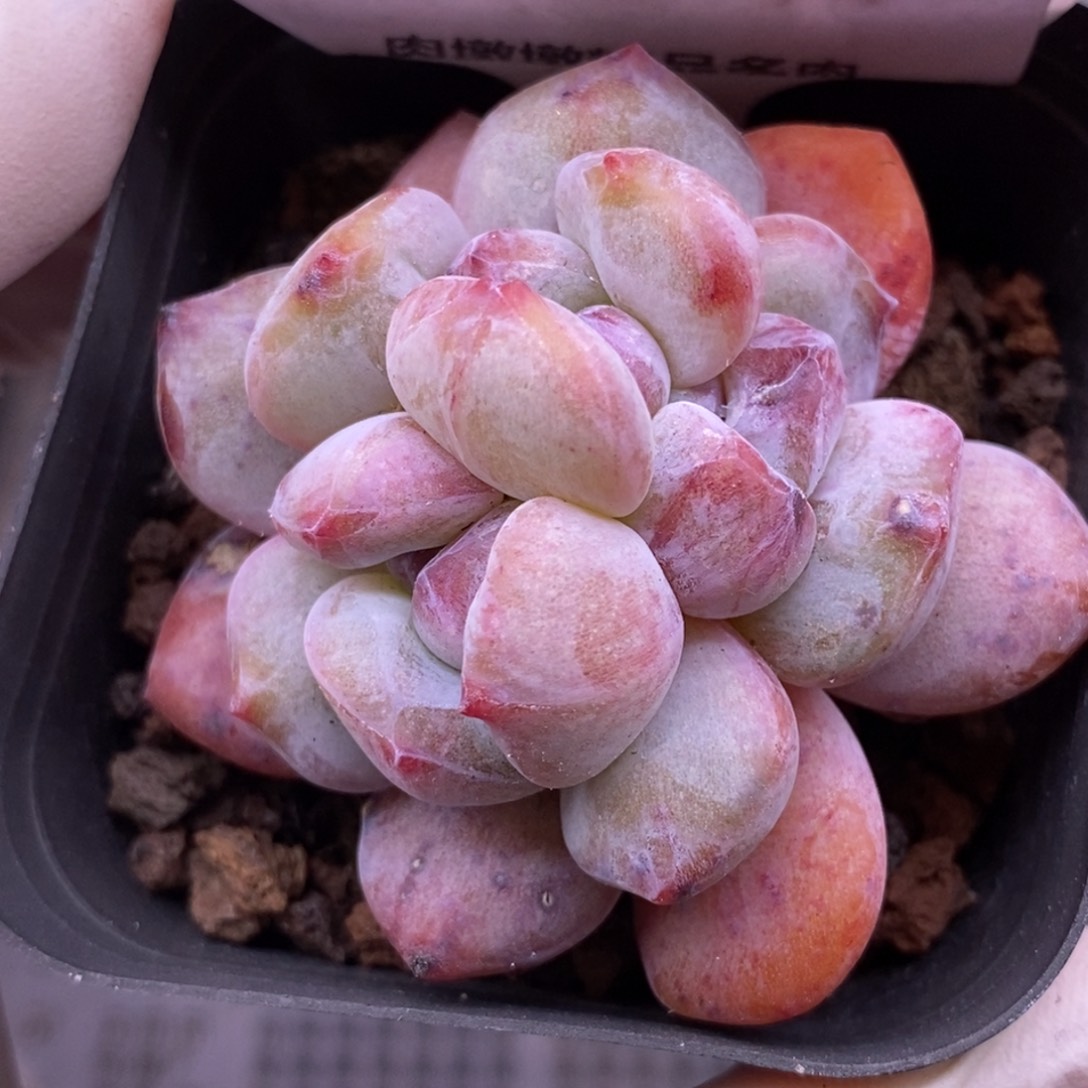 【闪购商品】17-134