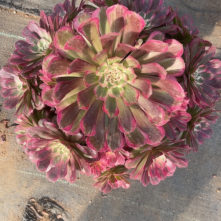 多肉植物霁月锦…………
