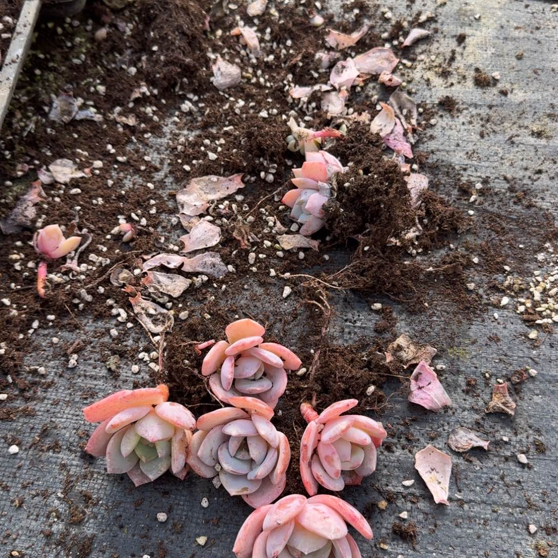 24-6雪姬叶插带颜色五颗量拍（棚边）