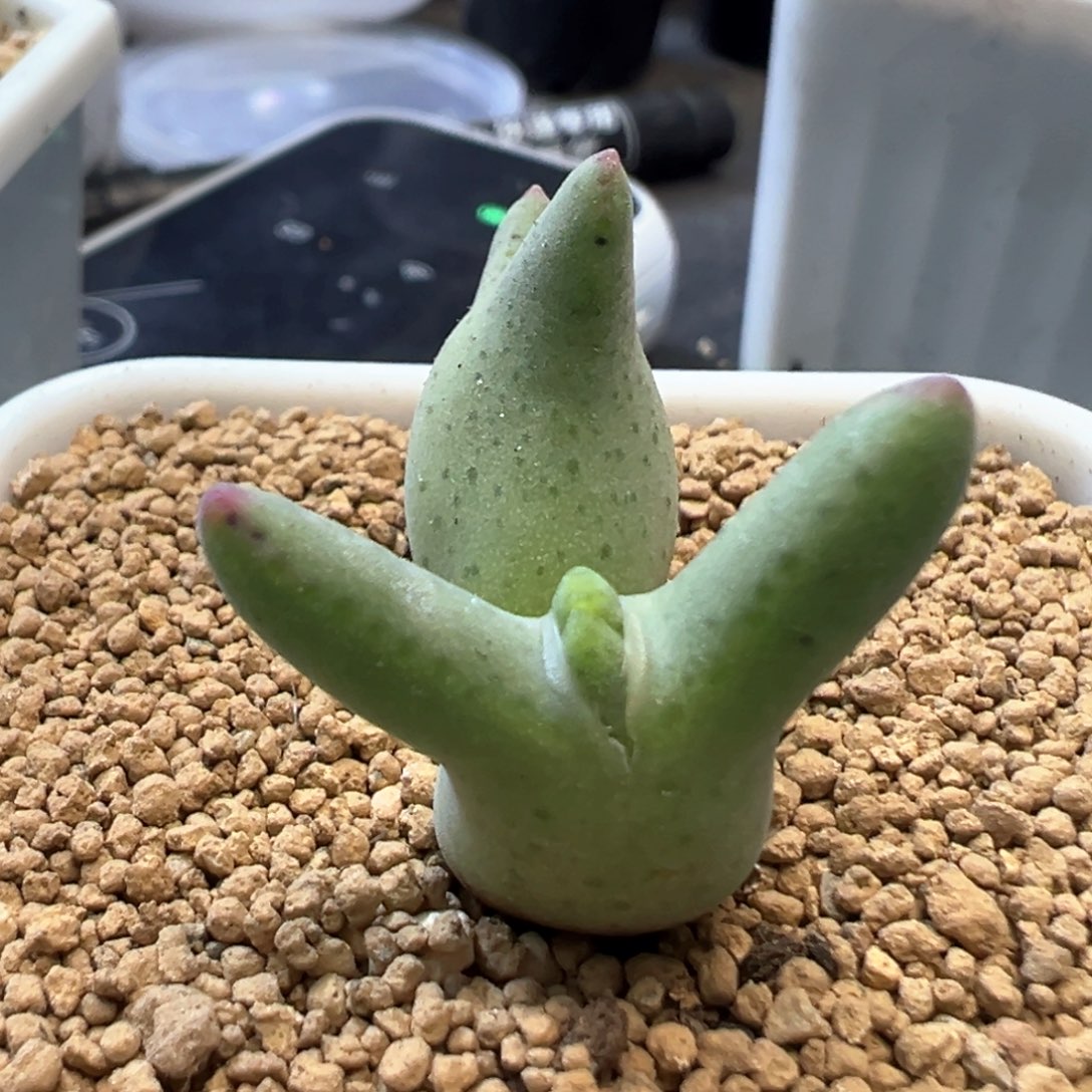 sn杂交458 肉锥植物