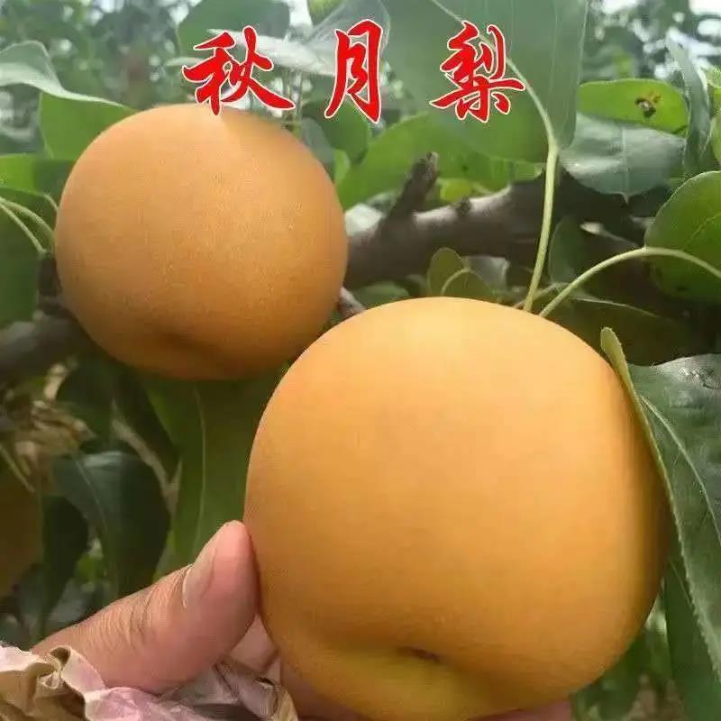 盆栽地栽均可的红梨，秋月梨，香梨