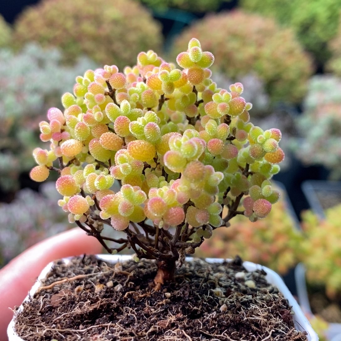 1943蜜橘糖球 。     