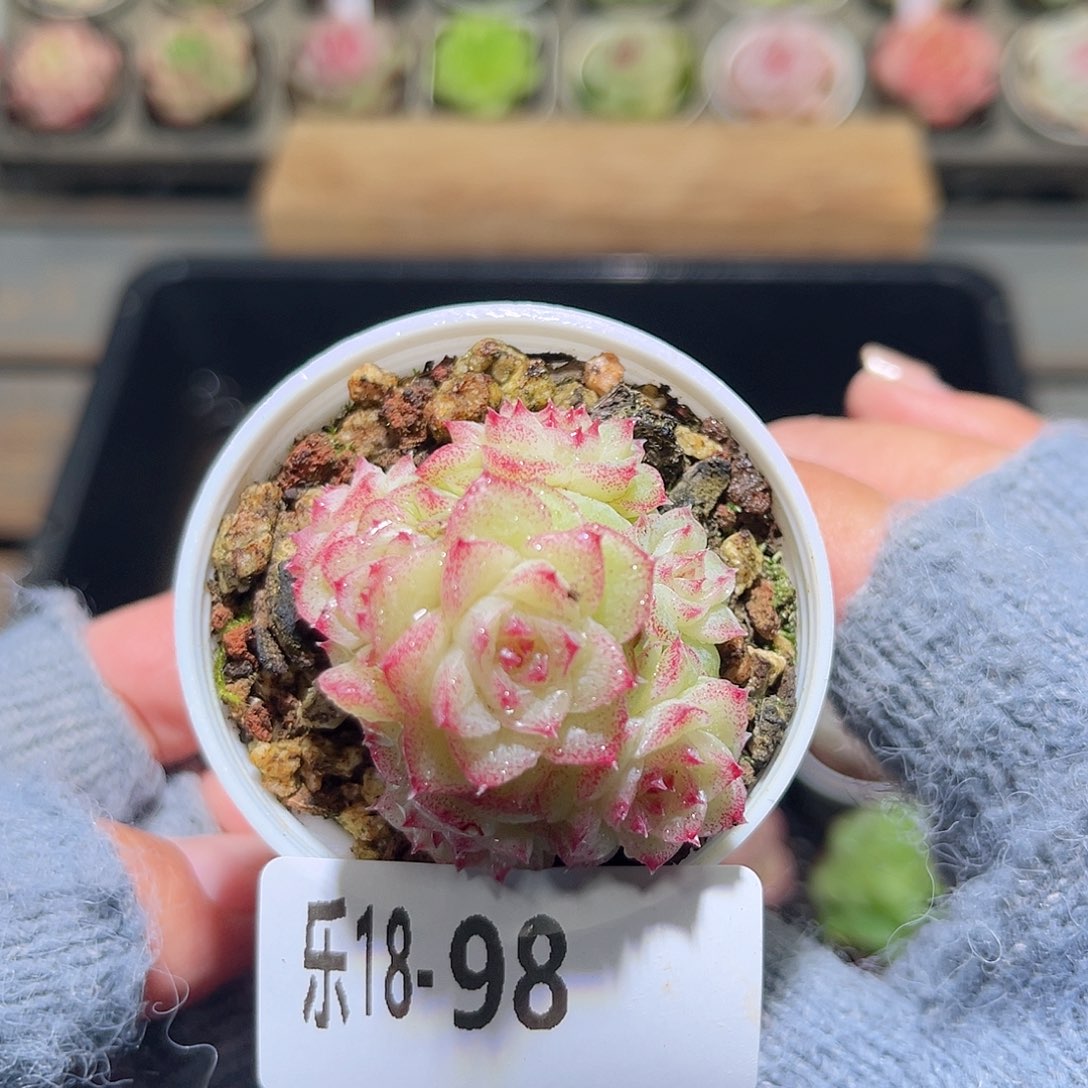 木乐18-98麦秆群不包整