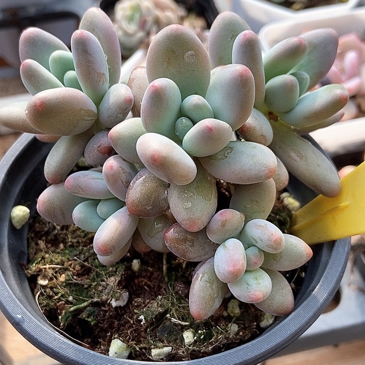 多肉植物苹果奶1850