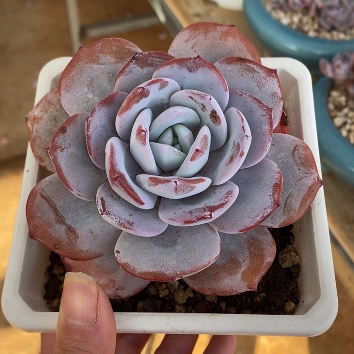 白***兔奶茶哈哈哈哈哈哈哈