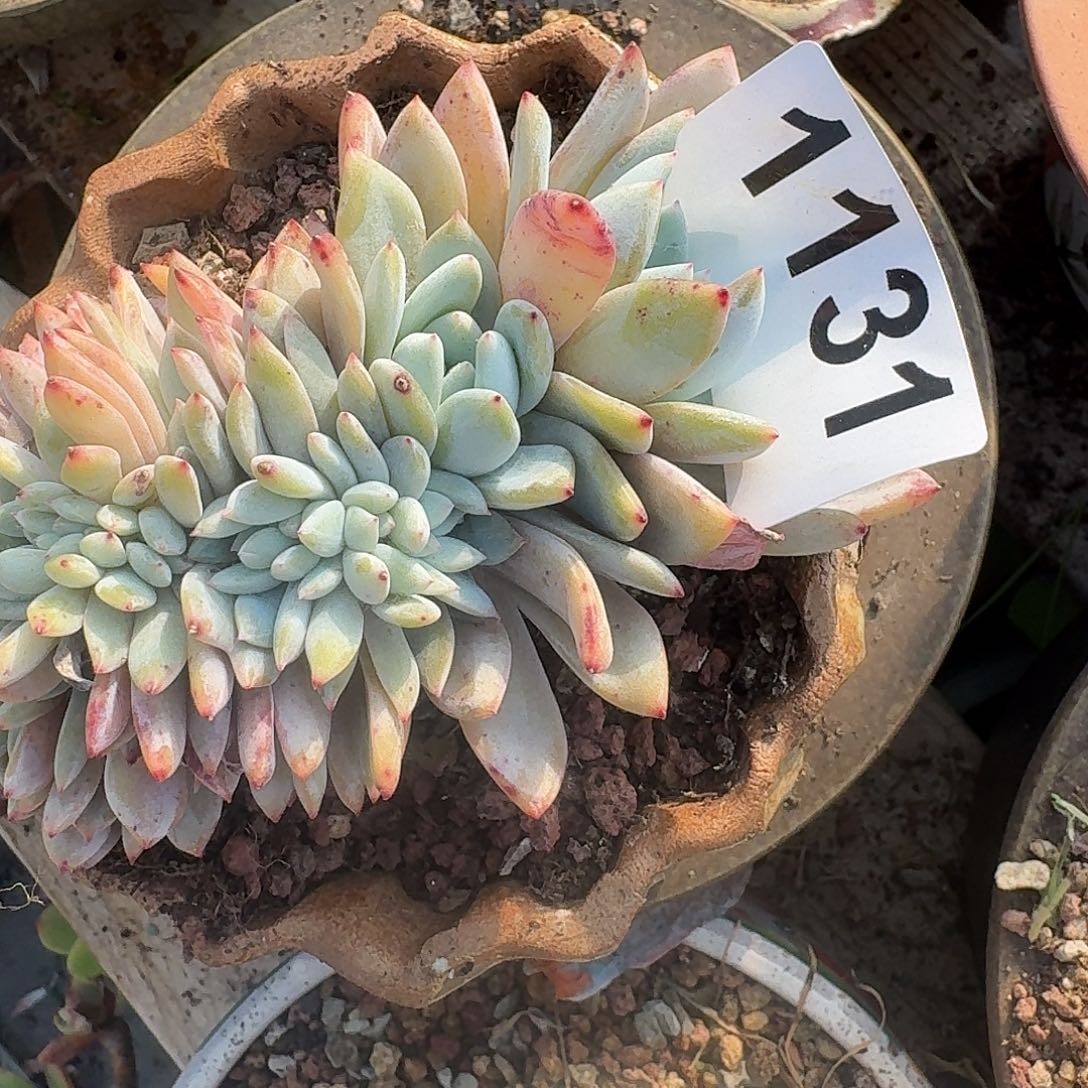 霞*3131616161313131616