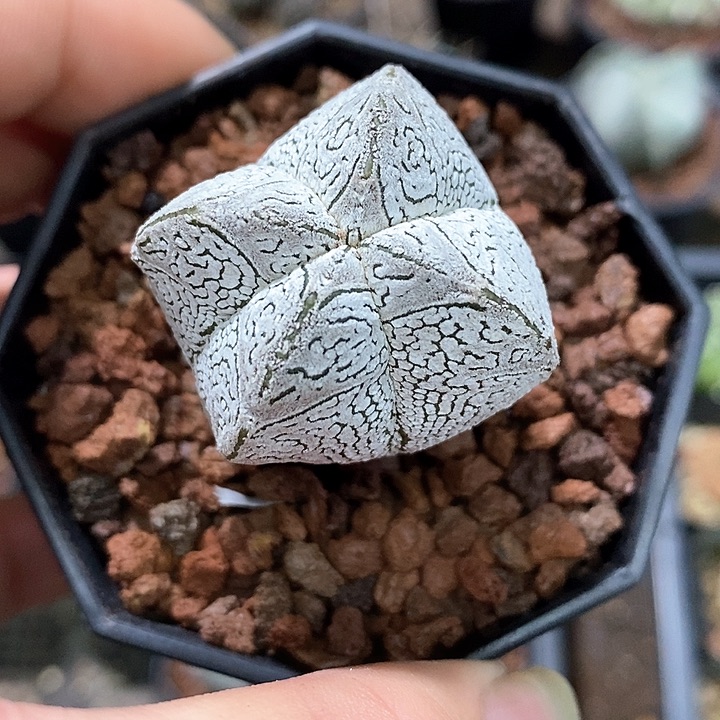 孤品实生浓白大V恩冢鸾凤玉3.4cm