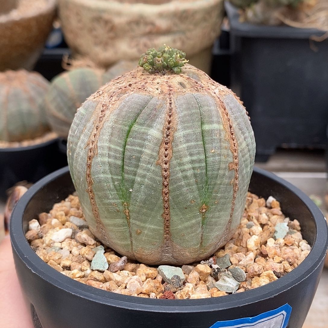 欧系实生布纹球多肉植物