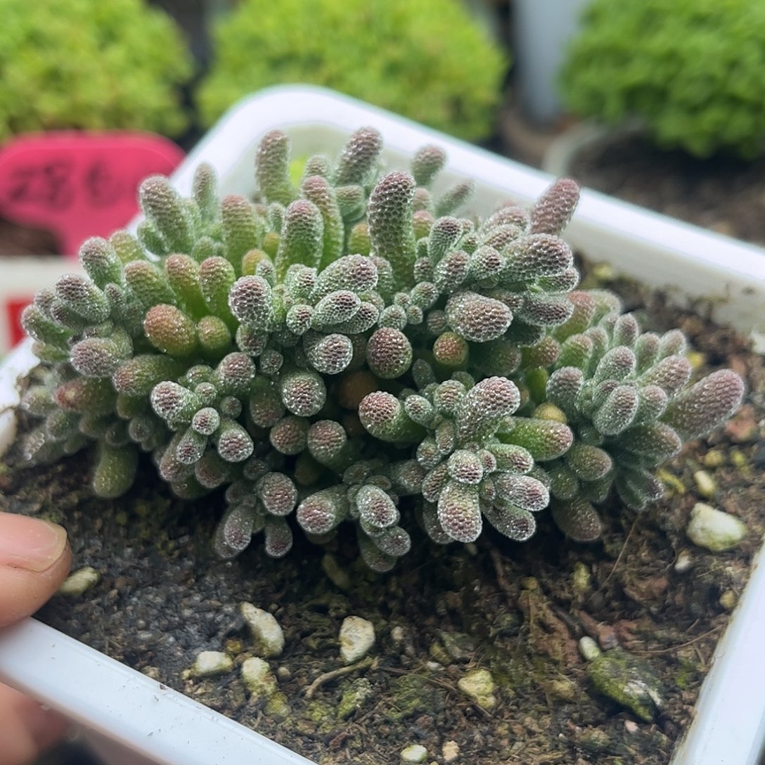 19五彩冰晶优选枝干