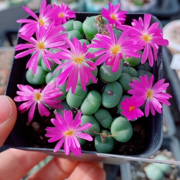 生石花花花花花花843