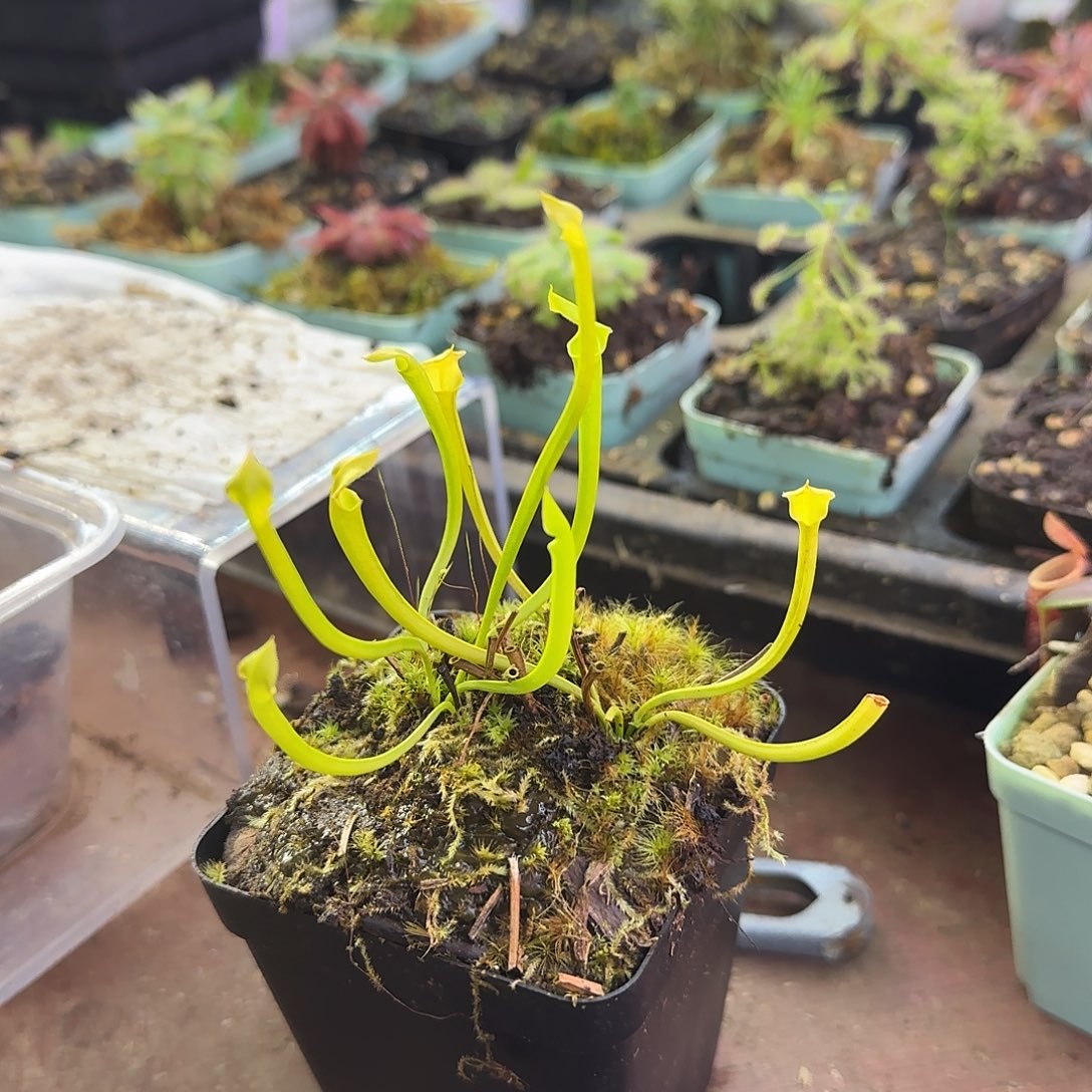 无花朵专拍瓶子草