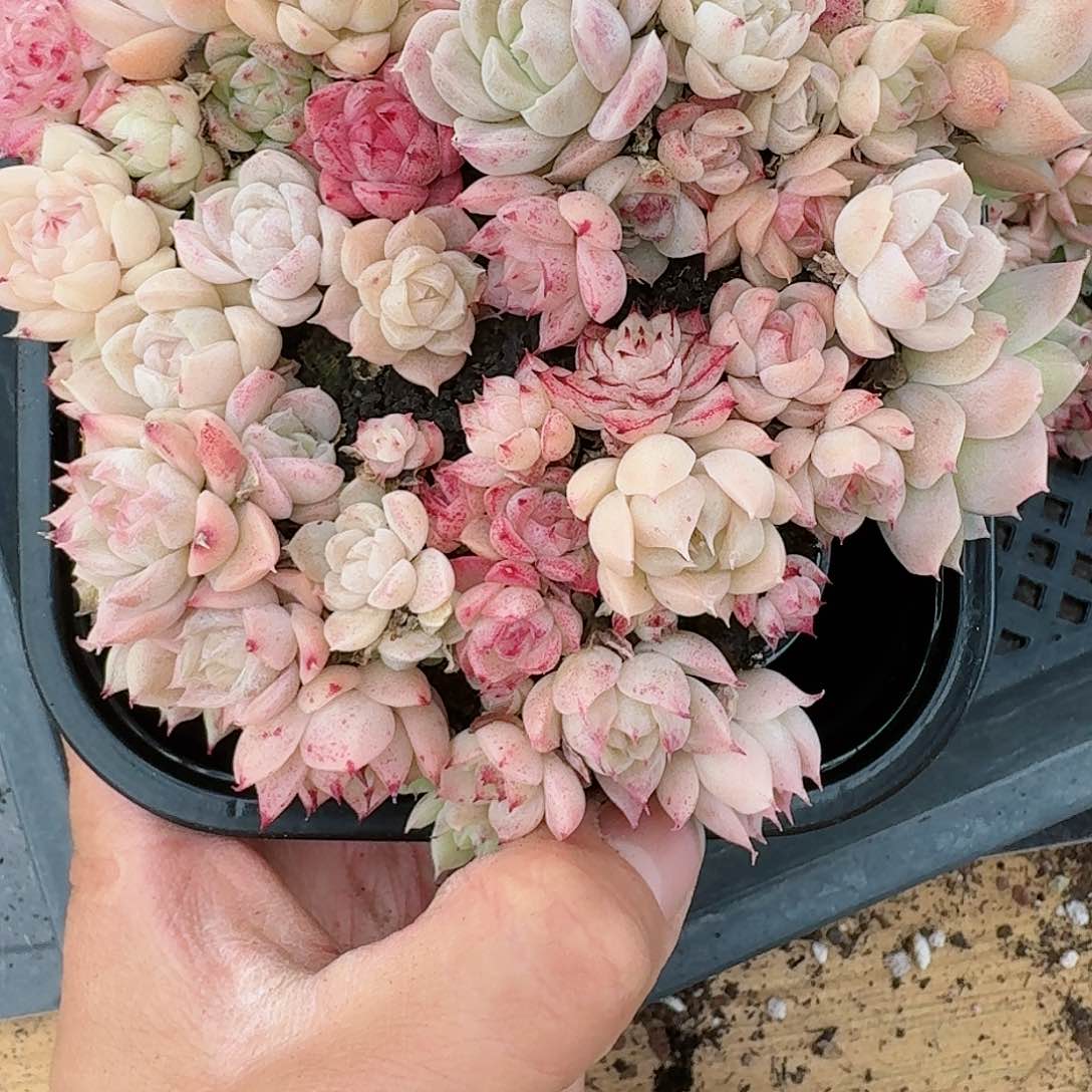 杂交新品珍妮多肉37