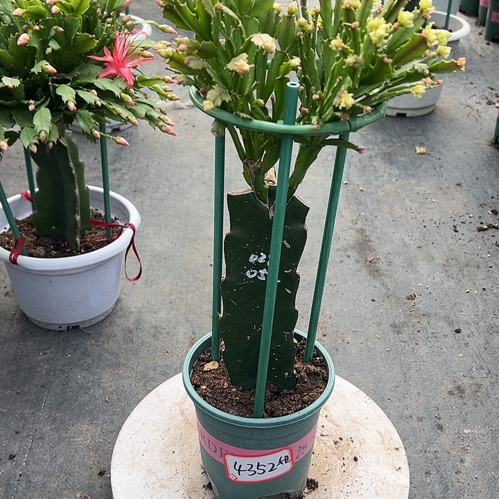 姐***弟双色重瓣蟹爪兰4352