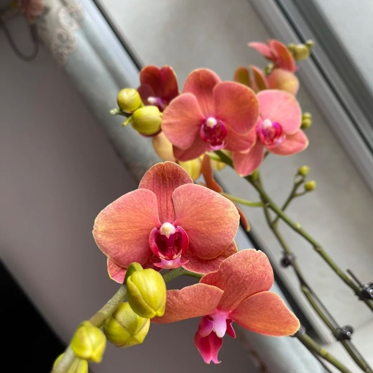 橙色系蝴蝶兰高品质花卉【金吉】