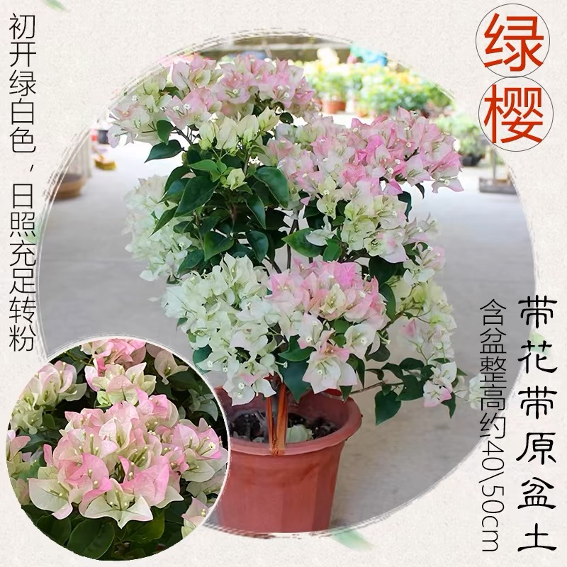 绿樱三角梅盆栽带花阳台庭院花卉易活四季开花绿植老桩植物可飘枝