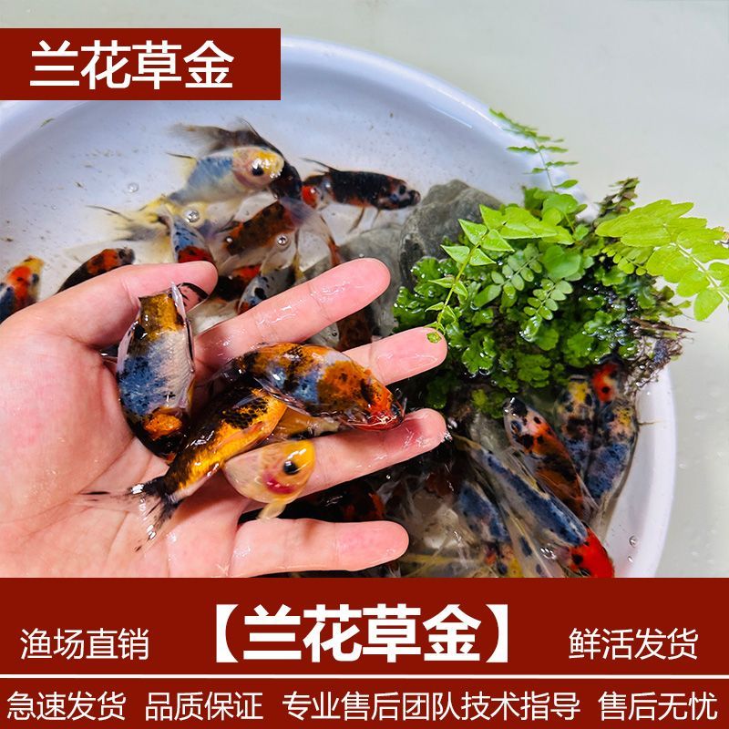 【冷水兰花草金】观赏鱼冷水淡水鱼好养耐活新手练手鱼