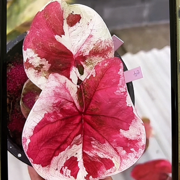 4-0307彩叶芋泰国发货