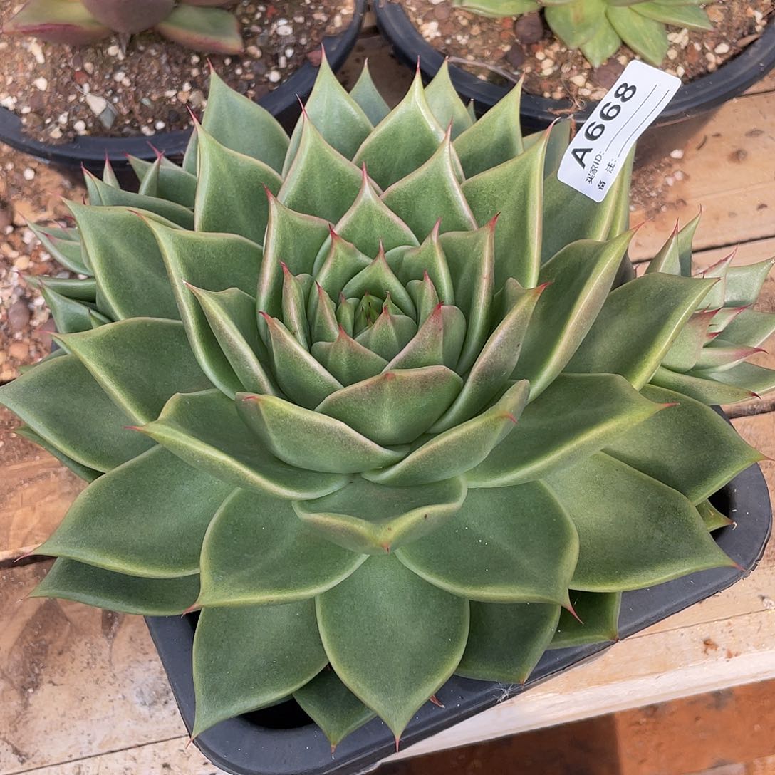 若如东云单拍A668