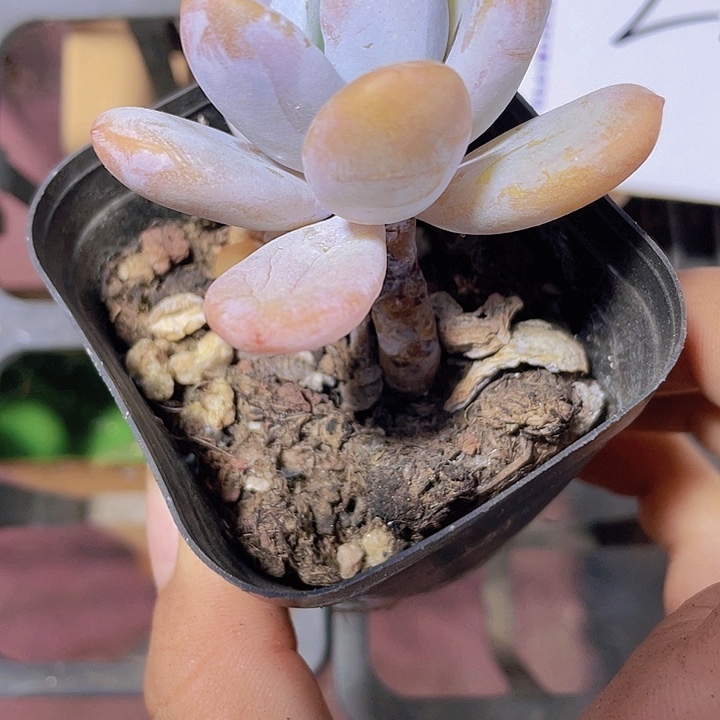 丫*精品彩虹雪美人多肉植物