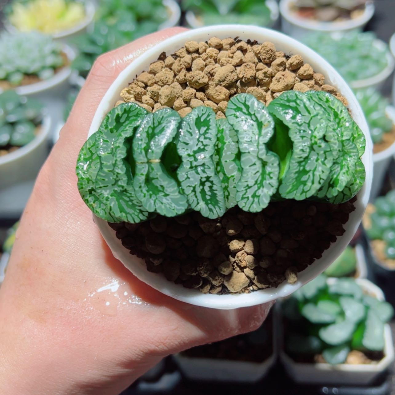 【闪购商品】玄武玉扇