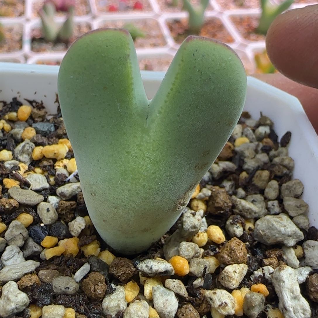 毛蟹钳多肉植物一颗