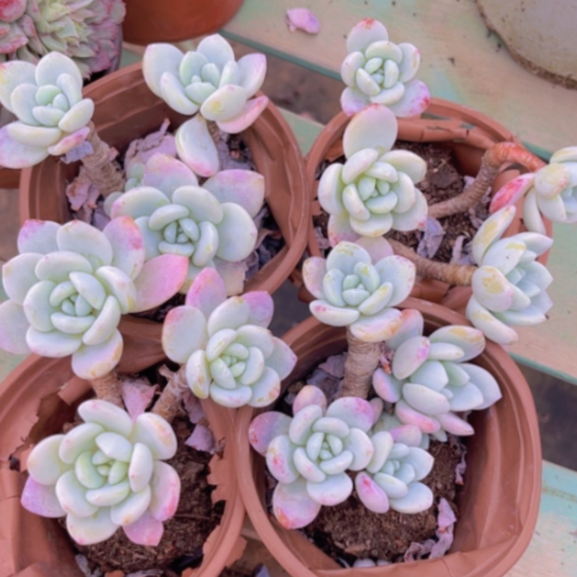 【闪购商品】冷香16104