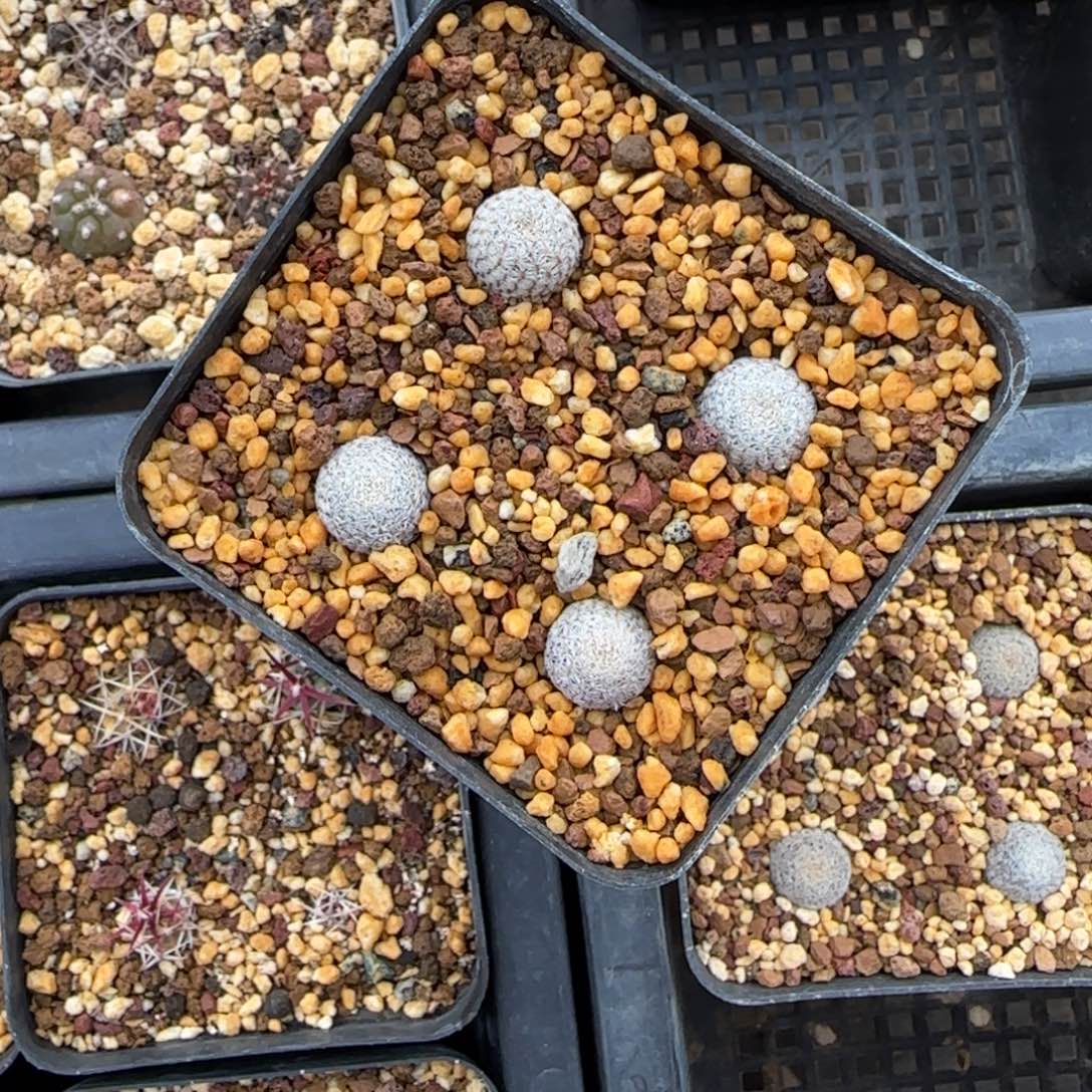 4颗美丽丸实生多肉1.2厘米