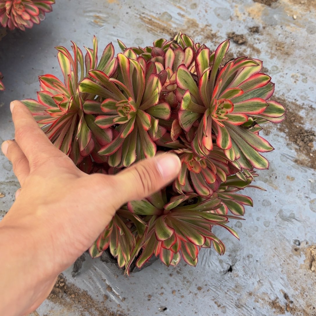 白月光绣球15.8多肉植物