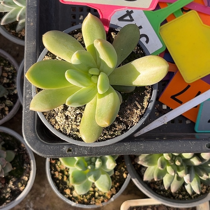 多肉植物朵维奇286