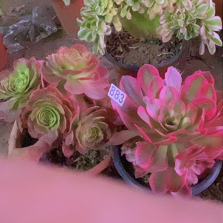 883两个手捧朵朵特价