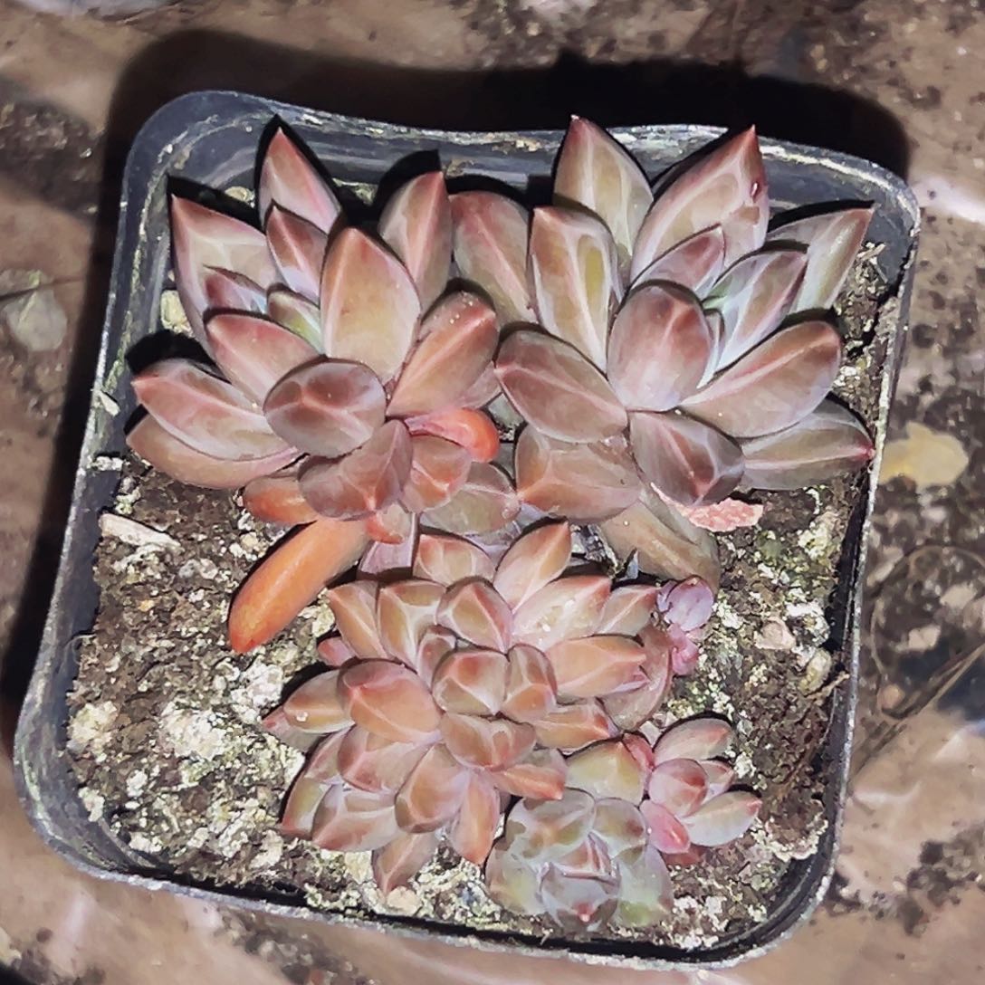 桔云多肉美人精品系列