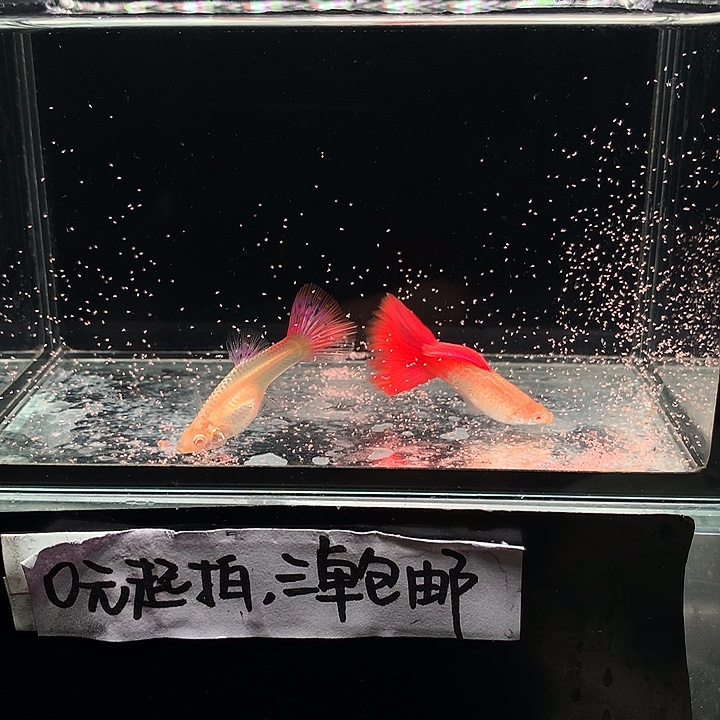 孔雀鱼蛇纹红尾一对