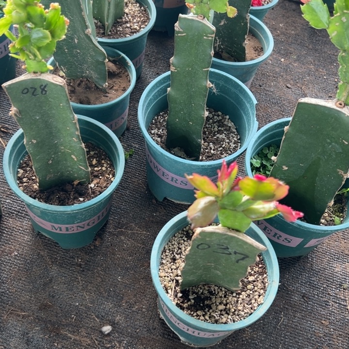 虾***虾27号028鞠躬重瓣。   