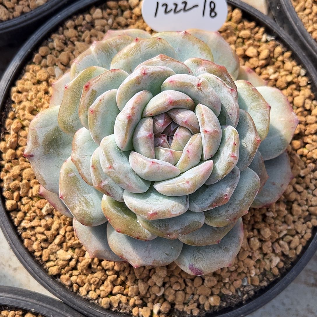 梧***下1222-18蜜家新品。