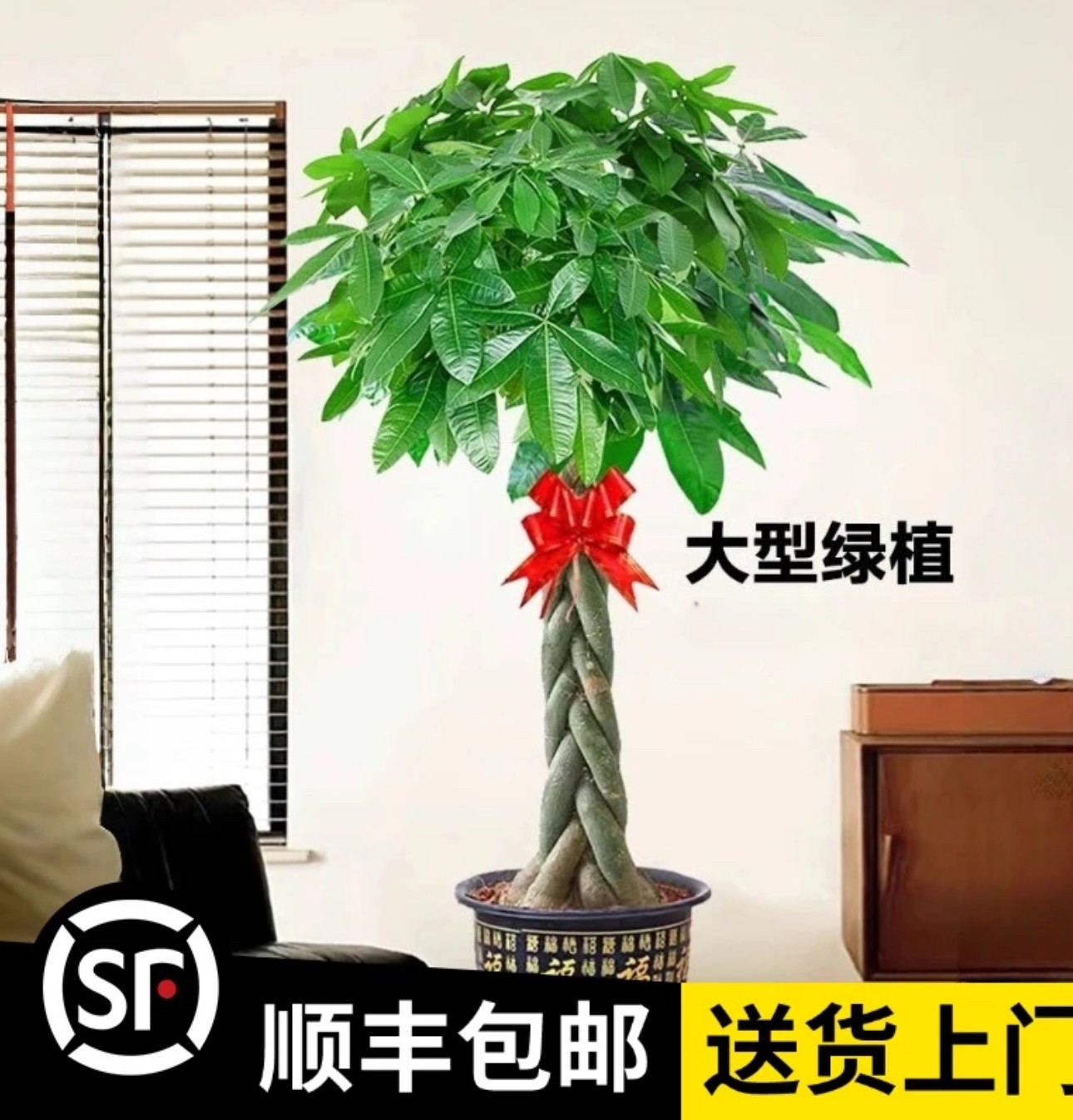 【顺丰包邮】1.6-1.8米辫子发财树（五辫杆）开业送礼招财绿植