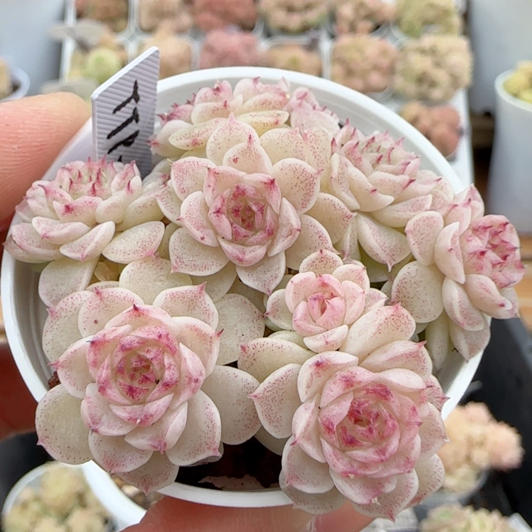 【闪购商品】0208-19（ttp-33）