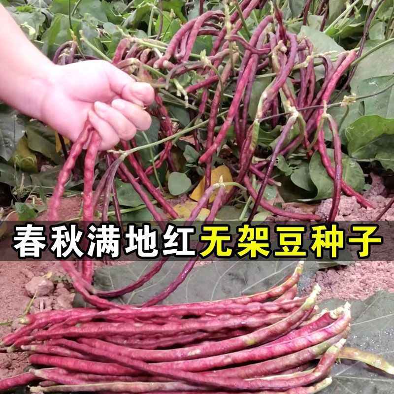 ♫满地红无架豆种子春秋不搭架红豇豆种籽种四季豆角扁豆农家蔬菜