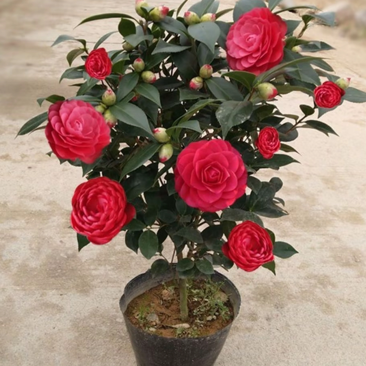 六年【40-55】高精品带花苞香妃园盆原土