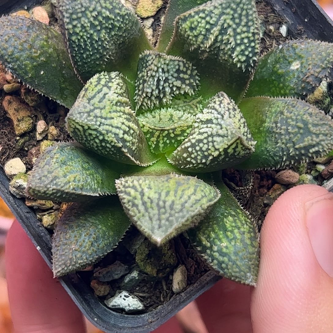 达***佳实生寿特选十二卷多肉植物