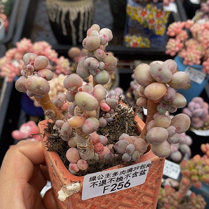 韩版四代苹果奶7cm256多肉植物