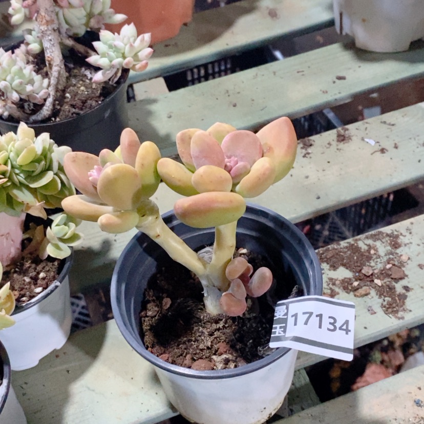 【闪购商品】芒果奶17134