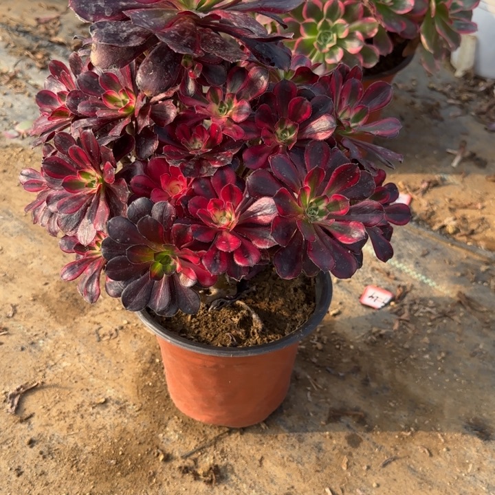 3026丽娜多肉不包售后